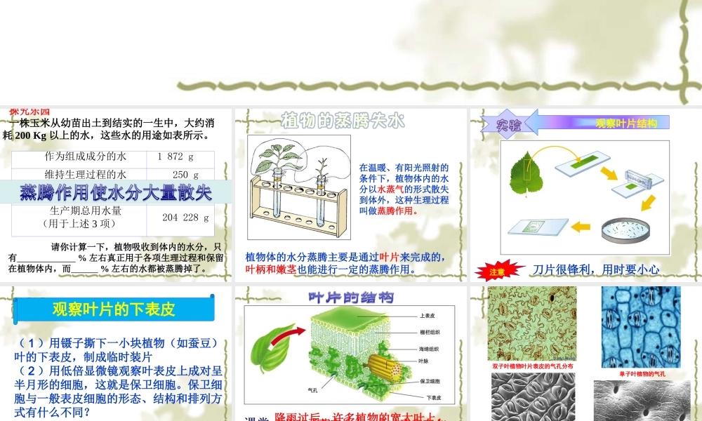 七年级生物 绿色植物参与生物圈的水循环 课件