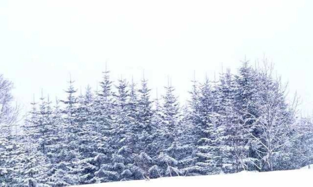 《沁园春雪》播放材料