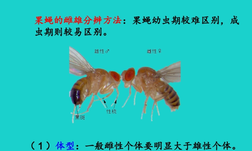 八年级生物上册 第四单元 第二章 第一节 昆虫的生殖和发育 果蝇的性别区分课件 (新版)济南版 课件