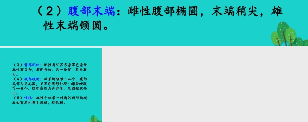 八年级生物上册 第四单元 第二章 第一节 昆虫的生殖和发育 果蝇的性别区分课件 (新版)济南版 课件
