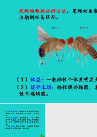 八年级生物上册 第四单元 第二章 第一节 昆虫的生殖和发育 果蝇的性别区分课件 (新版)济南版 课件