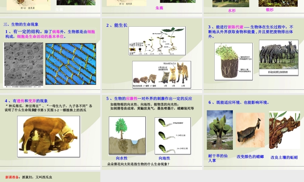 七年级生物上册 1.1我们周围的生物课件 苏教版 课件