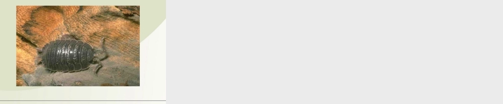 七年级生物上册 1.1我们周围的生物课件 苏教版 课件