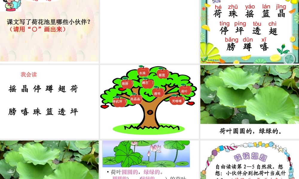 (力荐)14荷叶圆圆 (2)