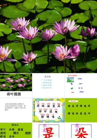 (力荐)14荷叶圆圆 (2)