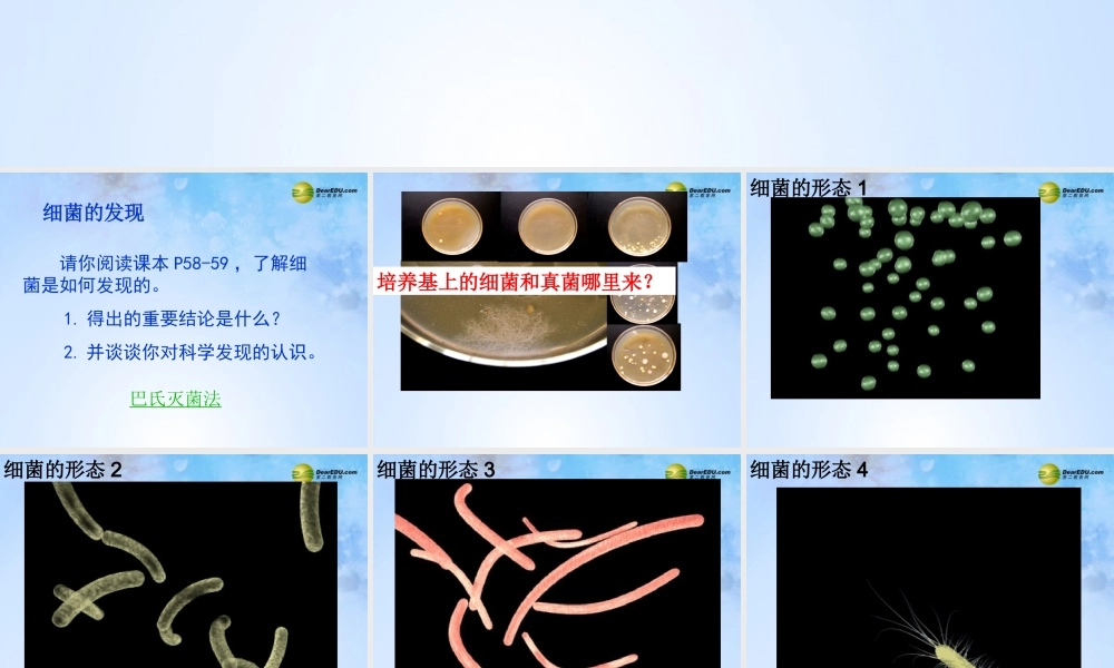 中学八年级生物上册 5.4.2 细菌课件 新人教版 课件
