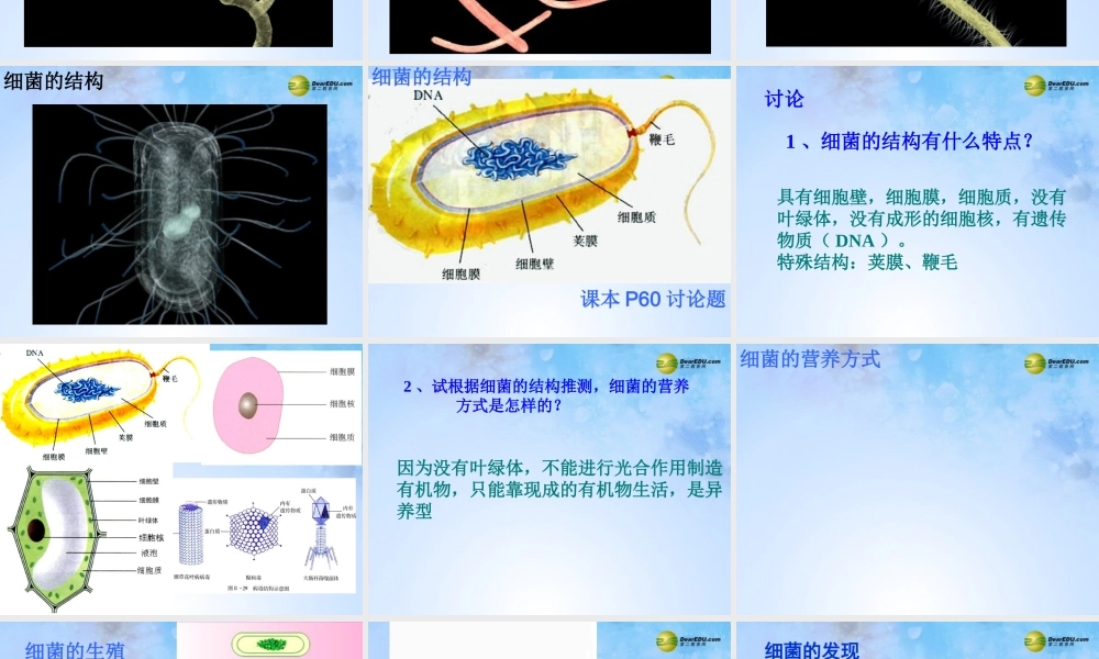 中学八年级生物上册 5.4.2 细菌课件 新人教版 课件