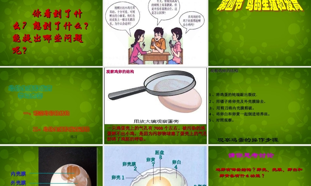 八年级生物下册 第七单元 第一章 第四节 鸟的生殖和发育课件1 新人教版 课件