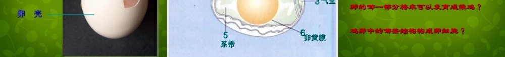 八年级生物下册 第七单元 第一章 第四节 鸟的生殖和发育课件1 新人教版 课件