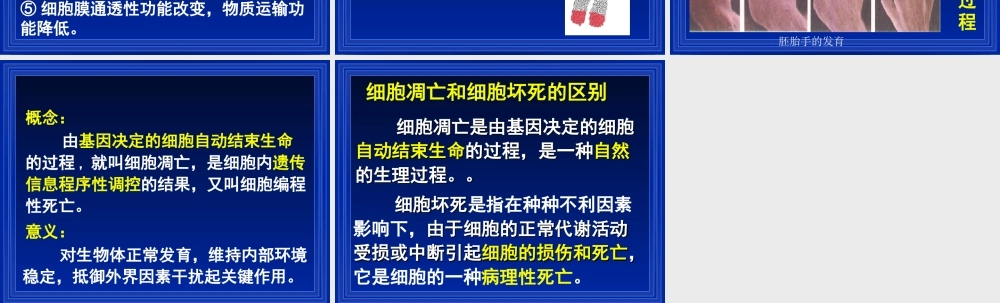 细胞的衰老和凋亡