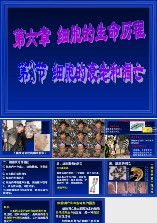 细胞的衰老和凋亡