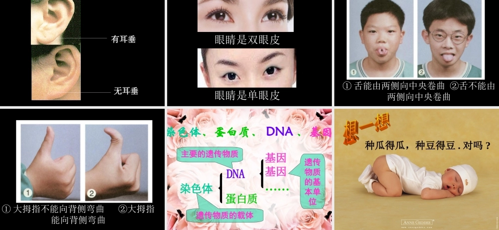 生物性状与遗传物质