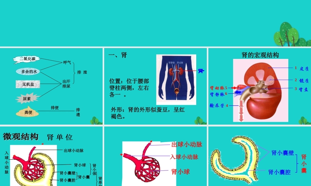 七年级生物下册 第三单元 第四章 第一节 尿液的形成和排出课件 (新版)济南版 课件