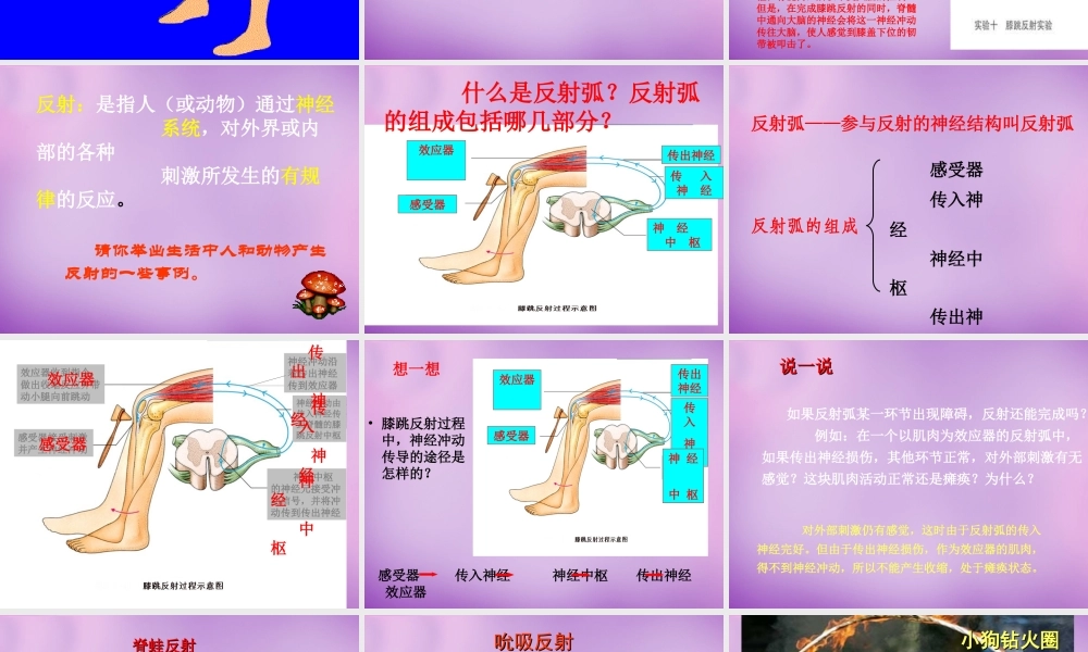 七年级生物下册(6.3 神经调节的基本方式)课件 新人教版 课件