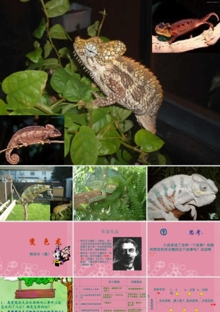 八年级语文下册(变色龙)1课件 苏教版 课件