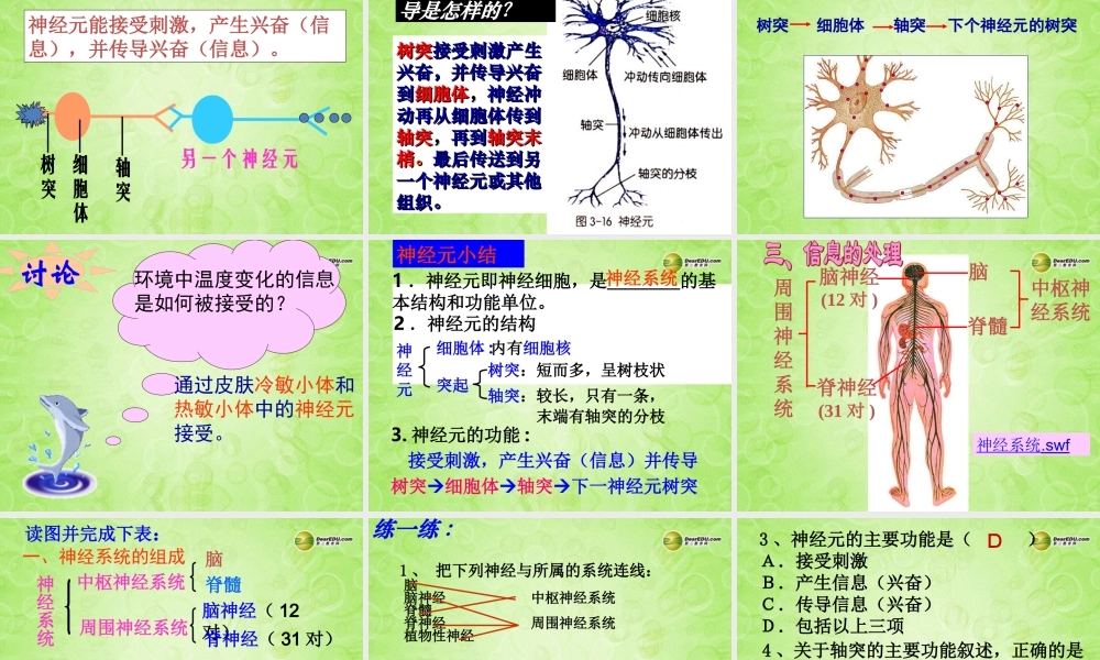 八年级科学上册 第三章 生命活动的调节 第3节 神经调节(第1课时)课件 浙教版 课件