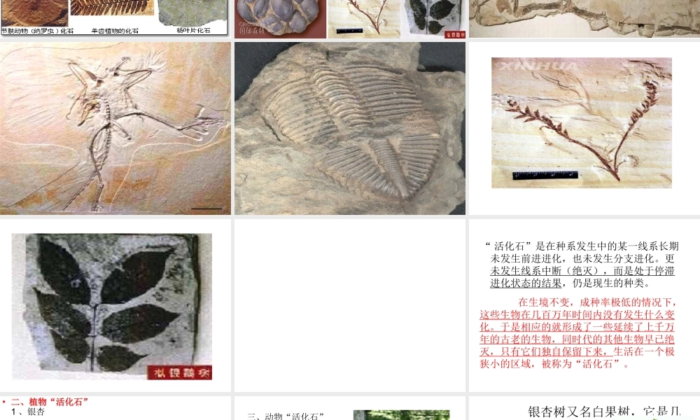 《活化石》PPT课件