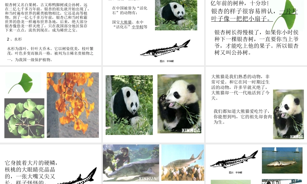 《活化石》PPT课件