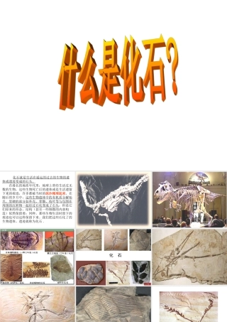 《活化石》PPT课件