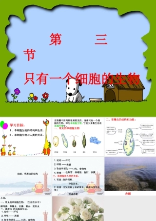 只有一个细胞的生物体七年级生物上册 课件