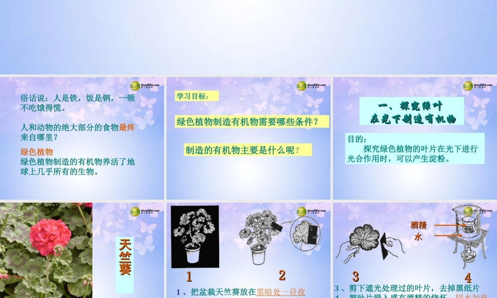 中学七年级生物上册 绿色植物是生物圈中有机物的制造者课件 新人教版 课件