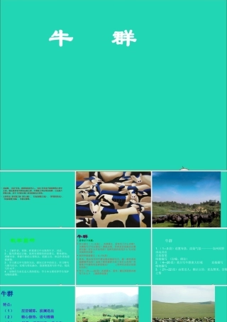 七年级语文下册 第四单元 16(牛群)课件 冀教版 课件