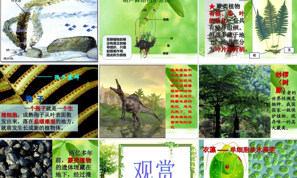 初中一年级生物上册第三单元生物圈中的绿色生物第一第一节藻类、苔藓和蕨类植物第一课时课件 (2)