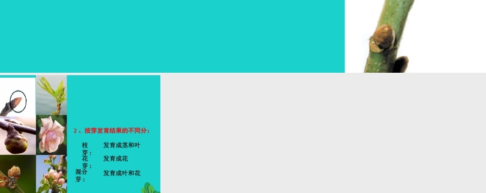 八年级生物上册 第7单元 第19章 第2节 植物的生长发育 芽的种类课件 (新版)苏科版 课件