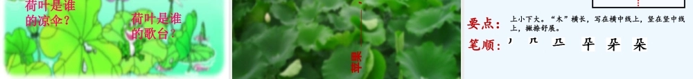 (部编)人教语文2011课标版一年级下册《荷叶圆圆》课件