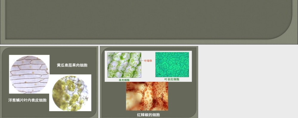 形形色色的植物细胞