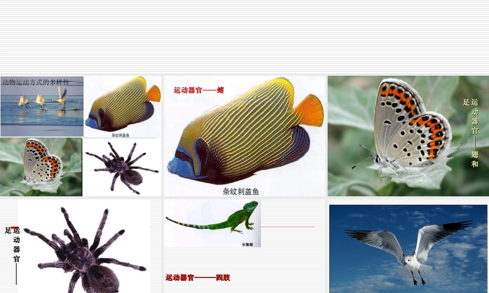 《动物的运动和行为》复习课件苏教版