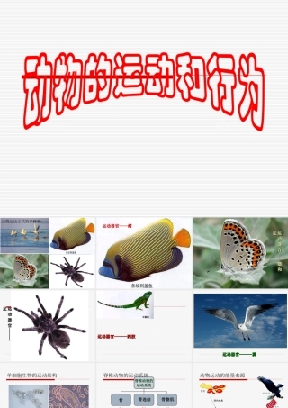 《动物的运动和行为》复习课件苏教版