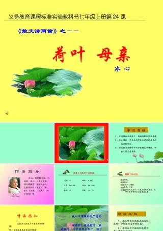 七年级语文上册(荷叶 母亲)优秀实课件 人教新课标版 课件