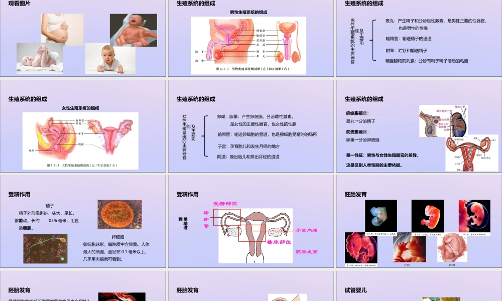 八年级生物上册 第四单元 物种的延续 第三章 人类的生殖和发育 第一节 婴儿的诞生课件(新版)济南版 课件