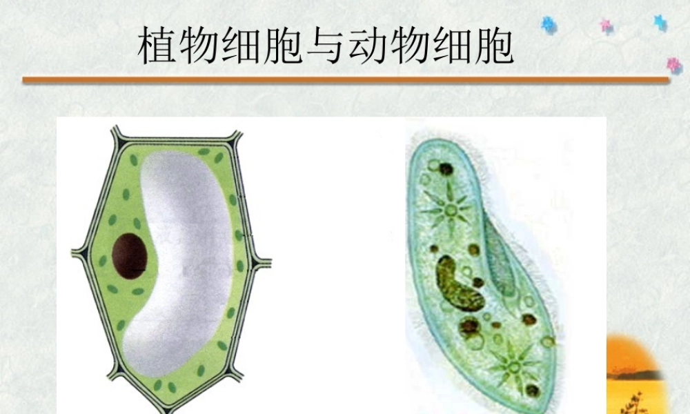 《细胞的形态和功能》素材13