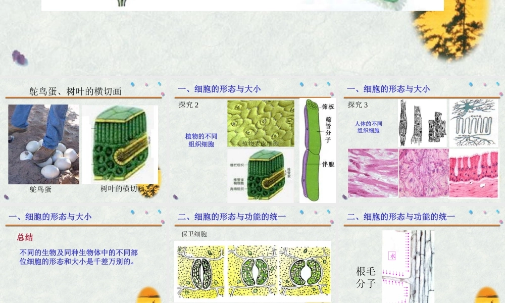 《细胞的形态和功能》素材13