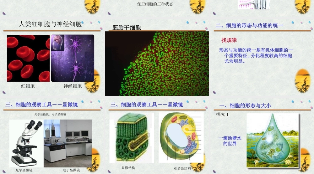 《细胞的形态和功能》素材13
