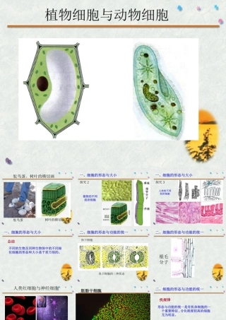 《细胞的形态和功能》素材13