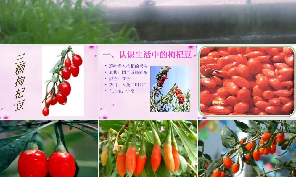 八年级语文下册 4(三颗枸杞豆)教学课件 鲁教版 课件