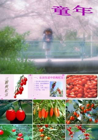 八年级语文下册 4(三颗枸杞豆)教学课件 鲁教版 课件