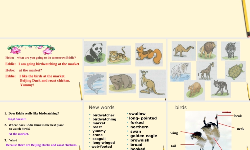 八年级英语上册(Unit5 Birdwatchers )课件 牛津版 课件
