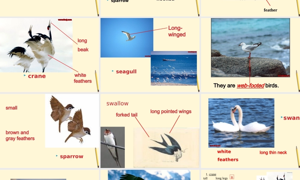 八年级英语上册(Unit5 Birdwatchers )课件 牛津版 课件