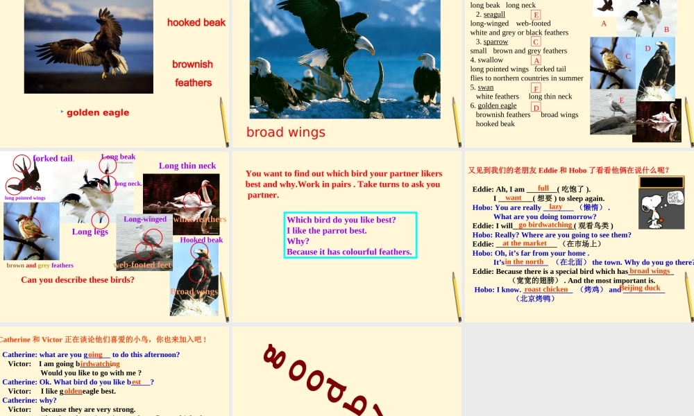 八年级英语上册(Unit5 Birdwatchers )课件 牛津版 课件