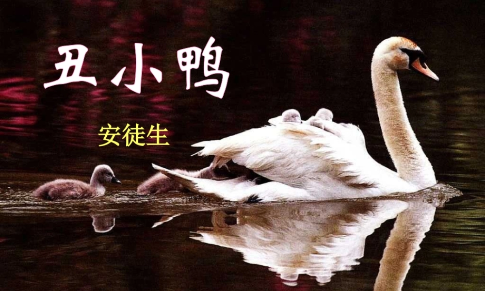 广西壮族自治区贵港市贵城四中七年级语文 丑小鸭课件