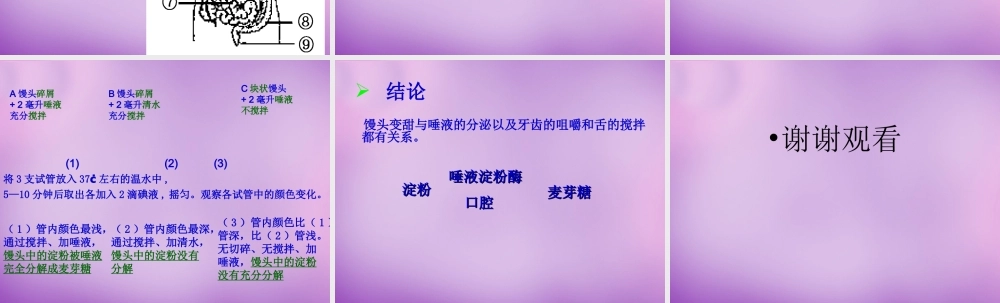 中学七年级生物下册 2.2 消化和吸收课件1 新人教版 课件