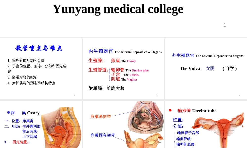 12-女性生殖系统、腹膜