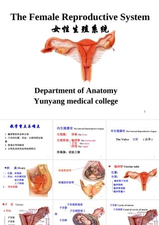 12-女性生殖系统、腹膜