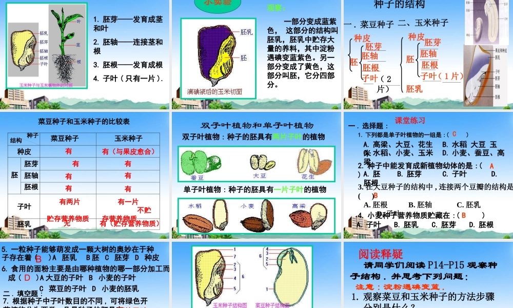 八年级生物上册 果实和种子的形成课件 济南版 课件