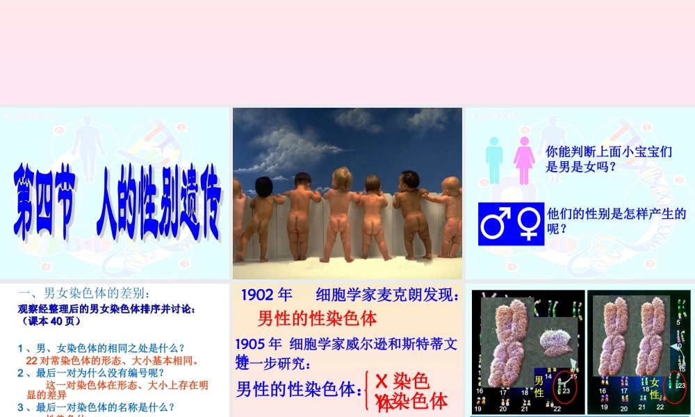 科学家的故事袁隆平与杂交水稻