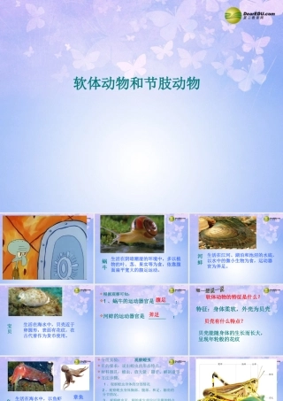 八年级生物上册 软体动物和节肢动物课件 (新版)新人教版 课件